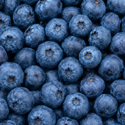 Fresh Blueberry for Bulk Export