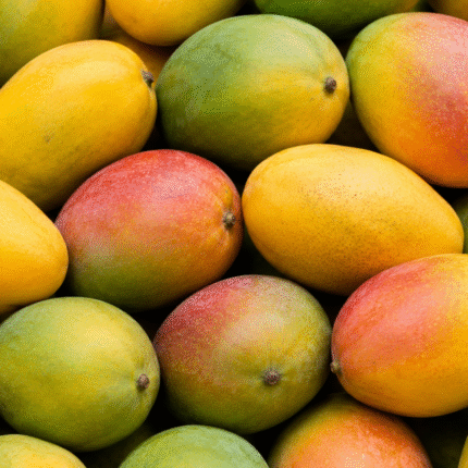 Fresh Mango for Bulk Export