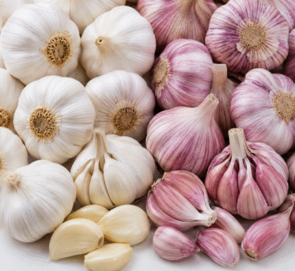 Garlic