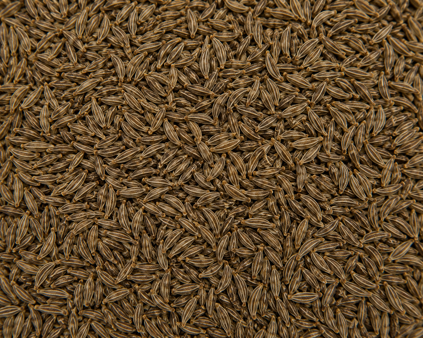 Caraway