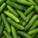 Fresh Cucumber for Bulk Export