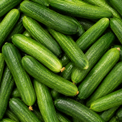 Fresh Cucumber for Bulk Export