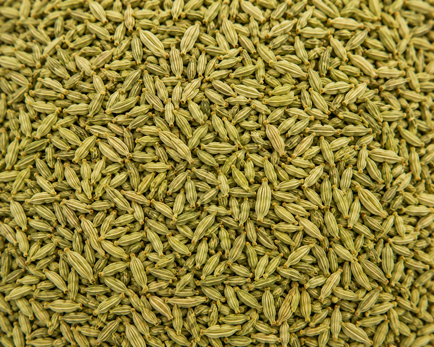 Fennel