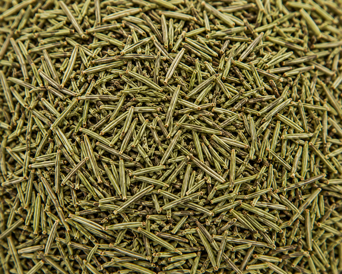 Rosemary Premium Rosemary Whole and Cut Leaves for Bulk Export