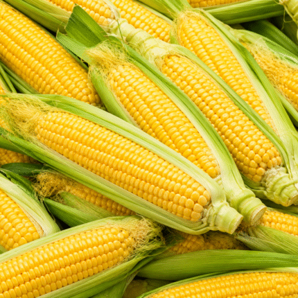 Fresh Golden Yellow Sweet Corn for Bulk Export