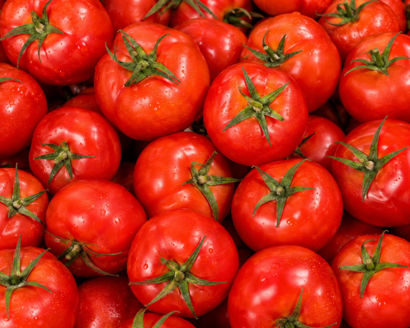 Tomato